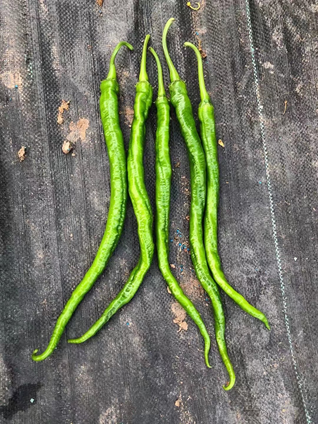 色素椒种子田间展示