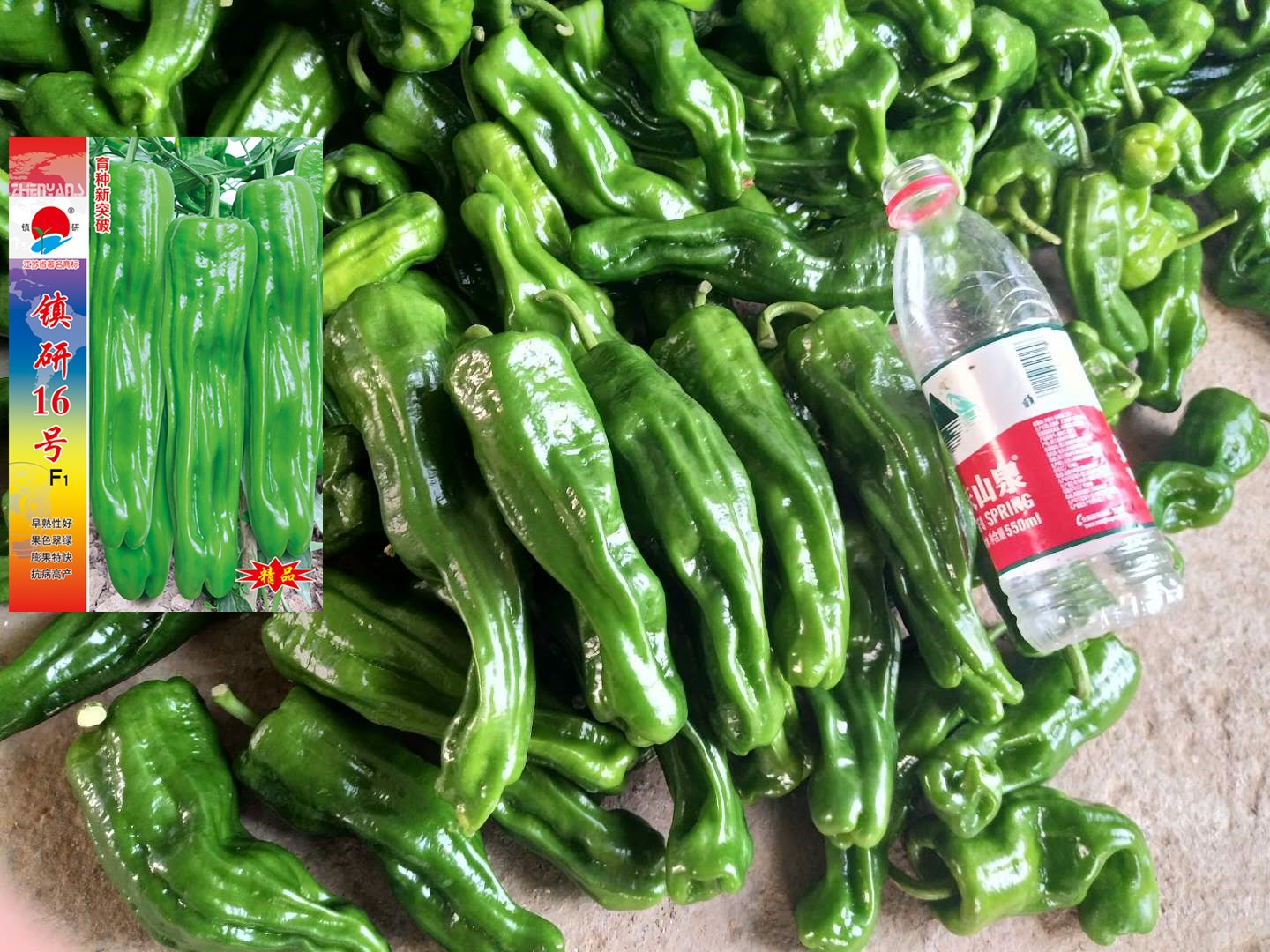 辣椒种植示范基地