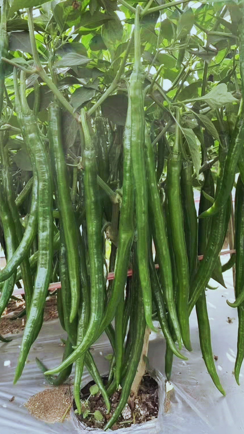 线椒种子包装展示