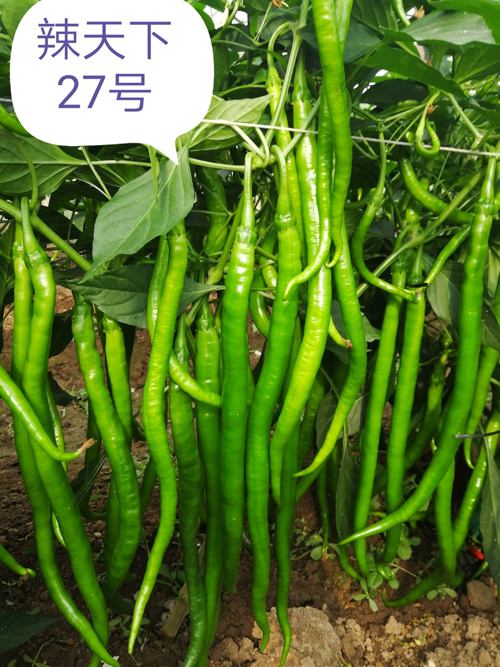 色素椒种子质量检测