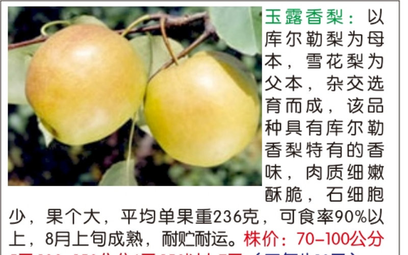 梨树苗种植场景