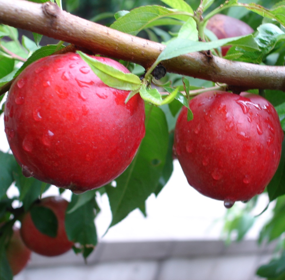 桃树苗品种展示