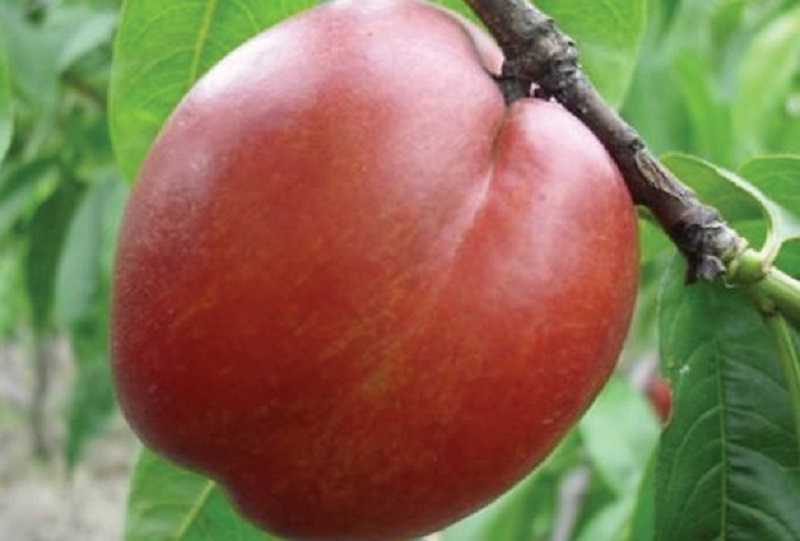 庄顺果树苗木培育基地