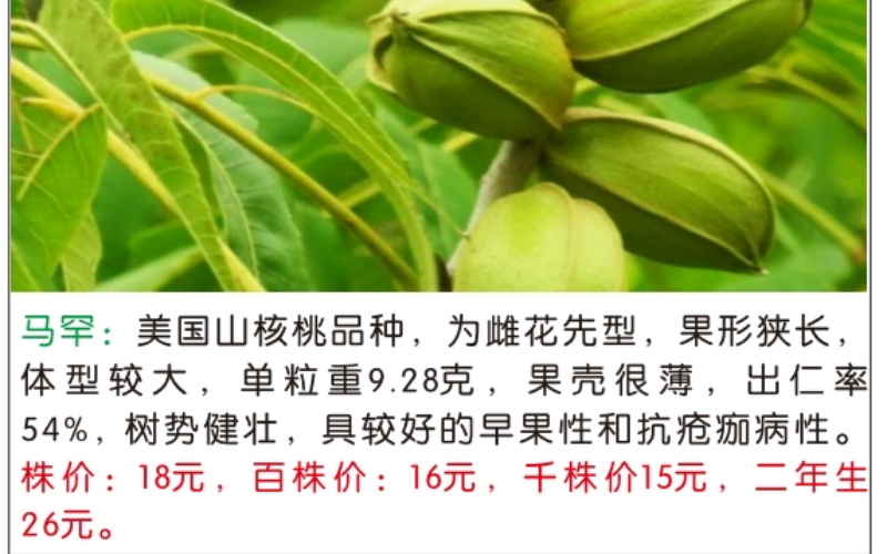 碧根果丰收景象