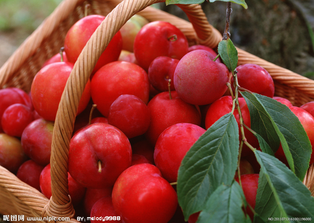 李子树苗种植基地实景
