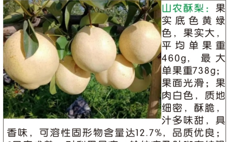 梨树苗种植技术指导