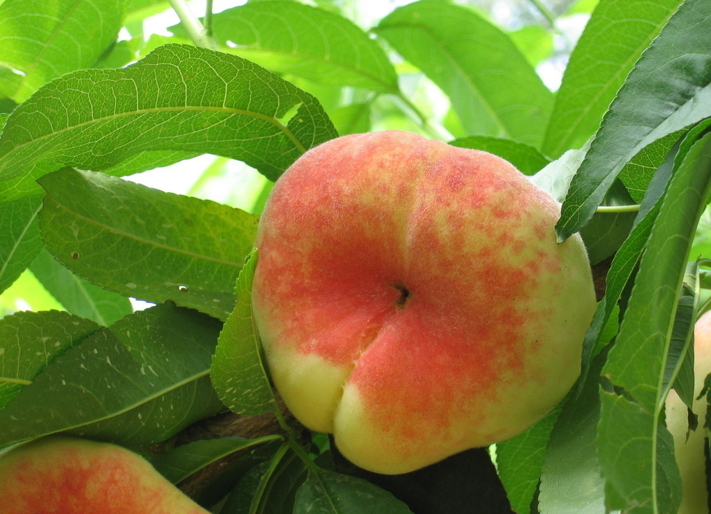 桃树苗基地实景