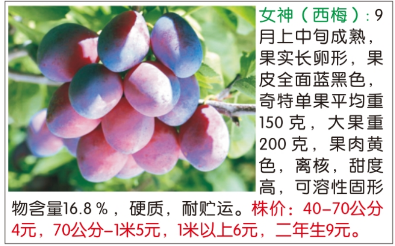 西梅树苗品种展示