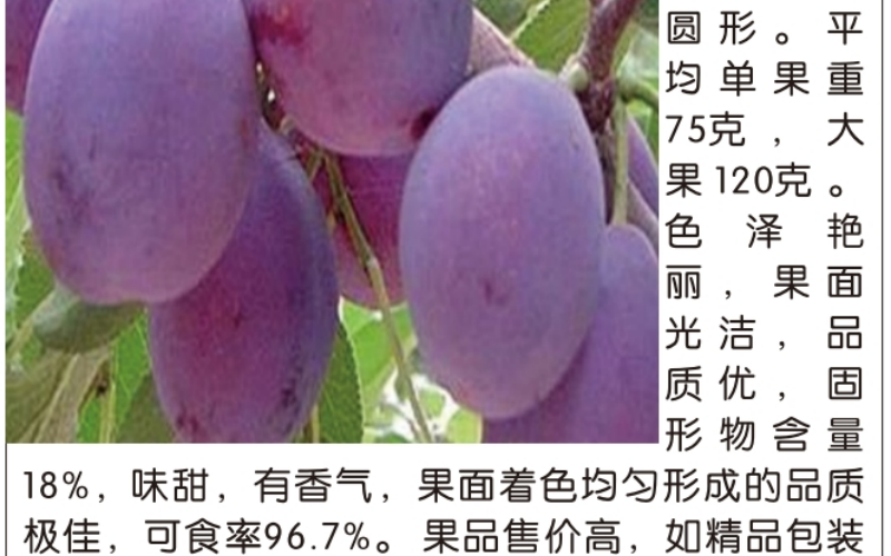 西梅树苗基地实景