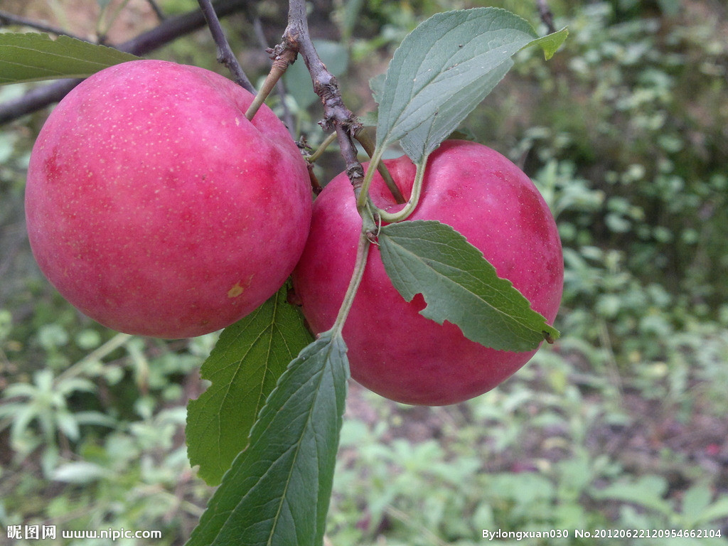 李子树苗嫁接技术展示