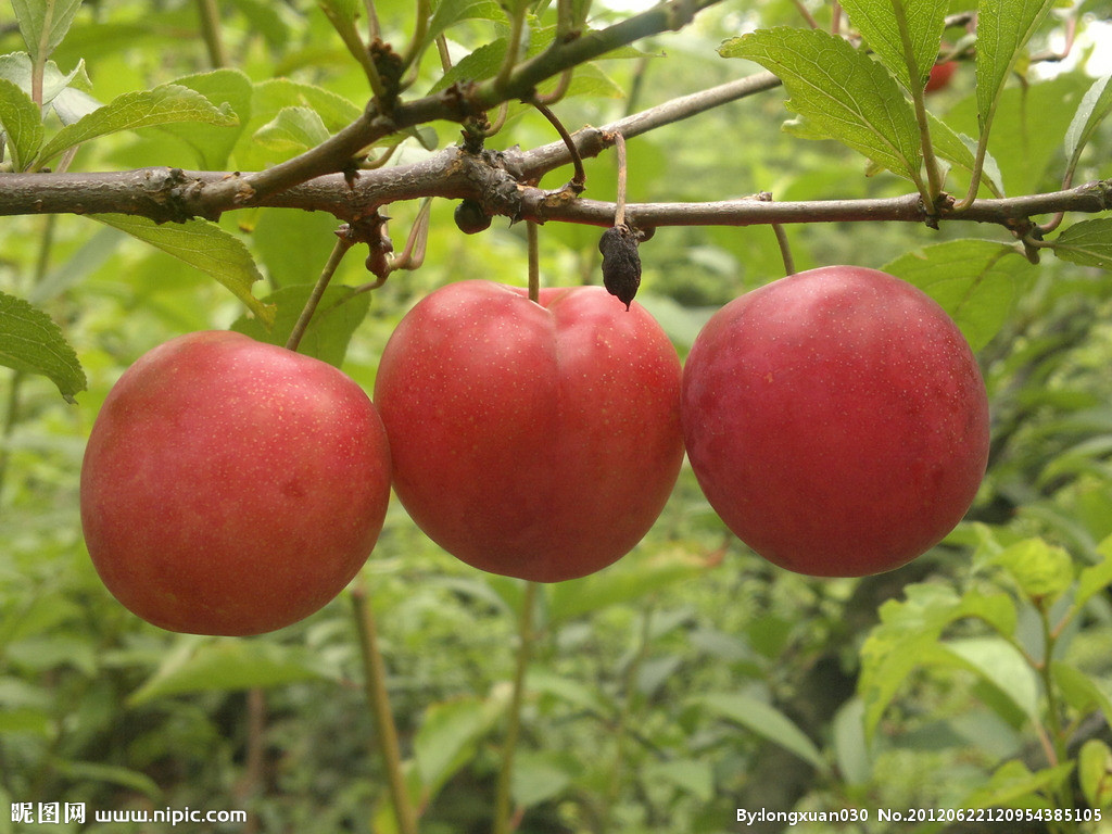 李子树苗果实展示