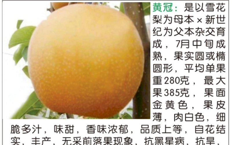 庄顺果树基地展示