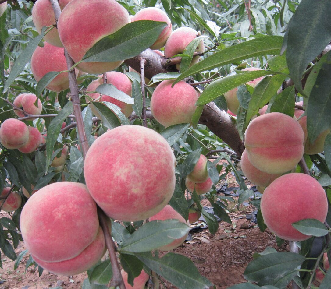 桃树苗技术指导