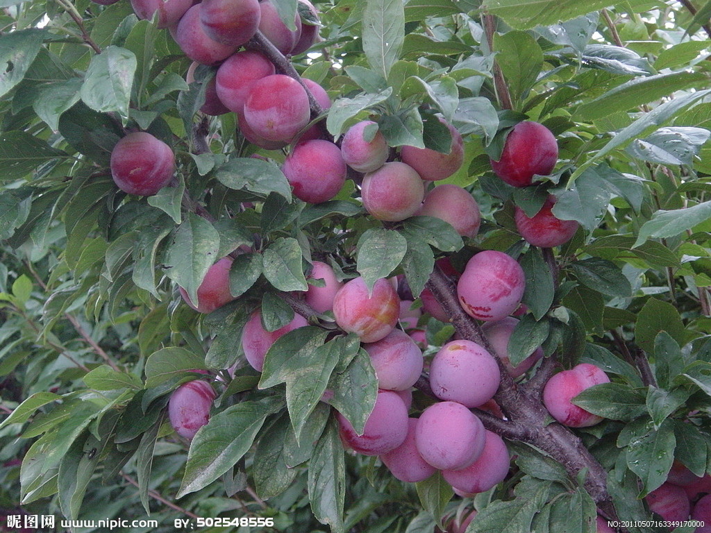 李子树苗嫁接技术