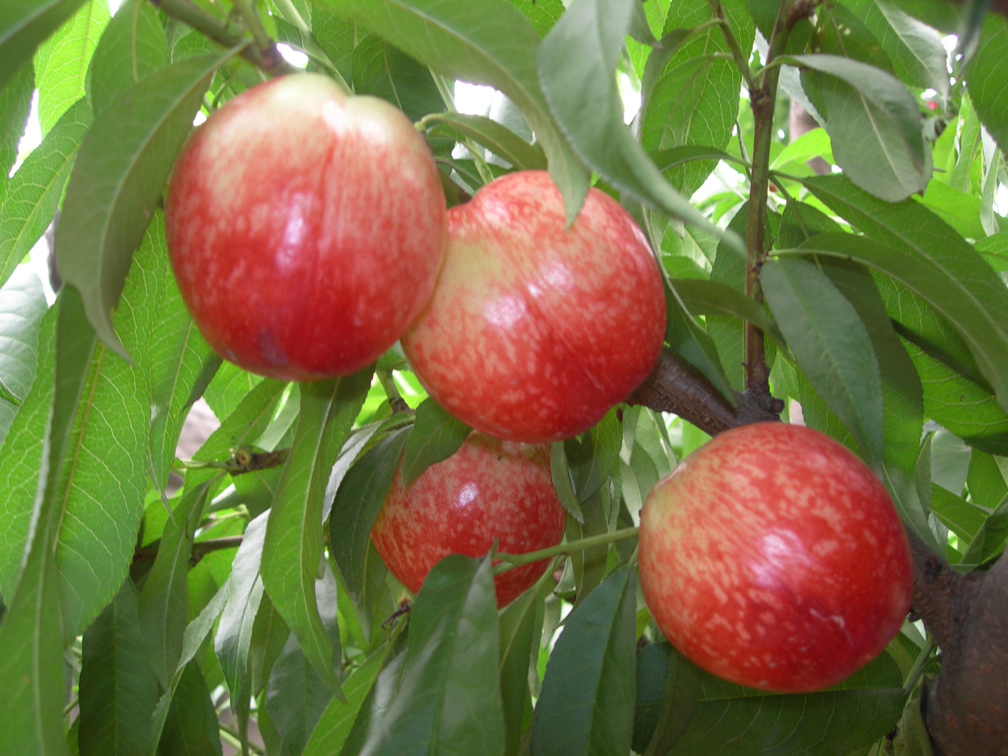 庄顺果树耐寒桃树苗示例