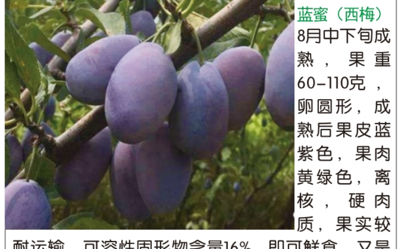 西梅树苗基地实景