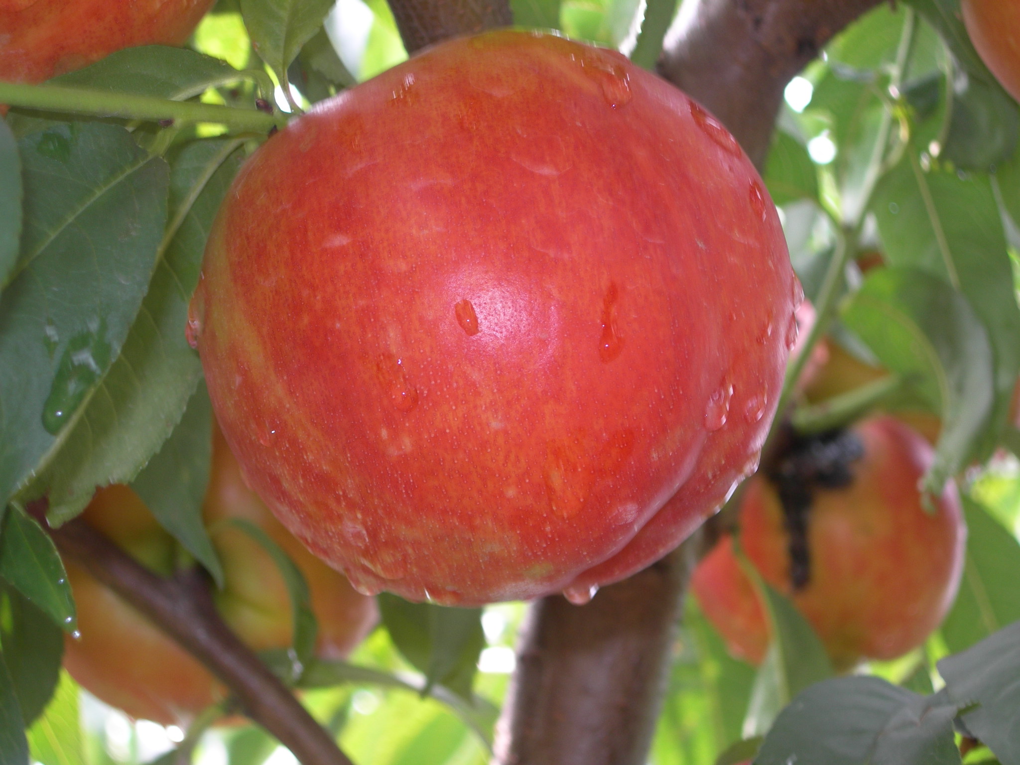 桃树苗种植基地