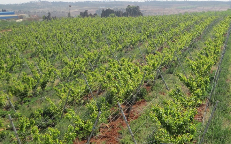 梨树苗生长对比