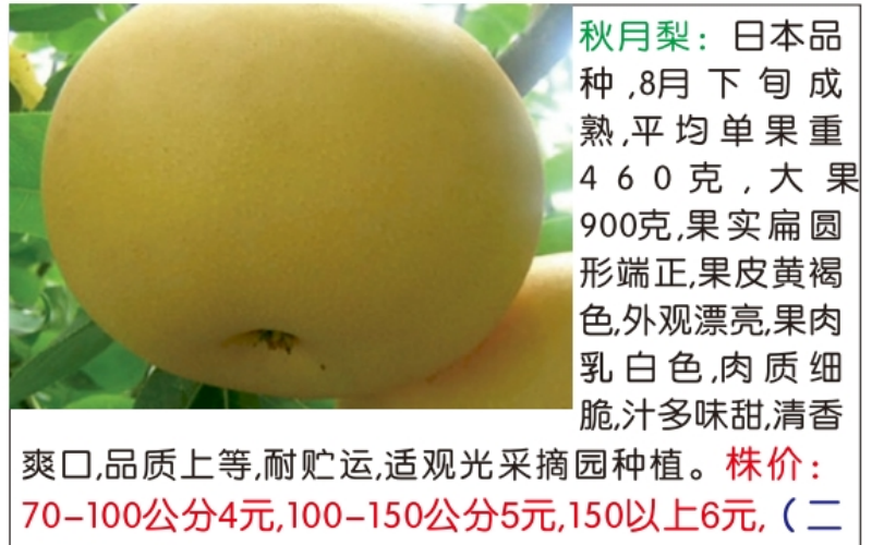 梨树苗生长情况