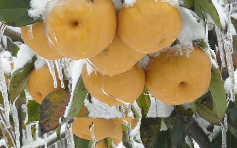 梨树苗种植场景