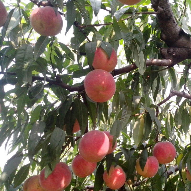 桃树苗成果展示