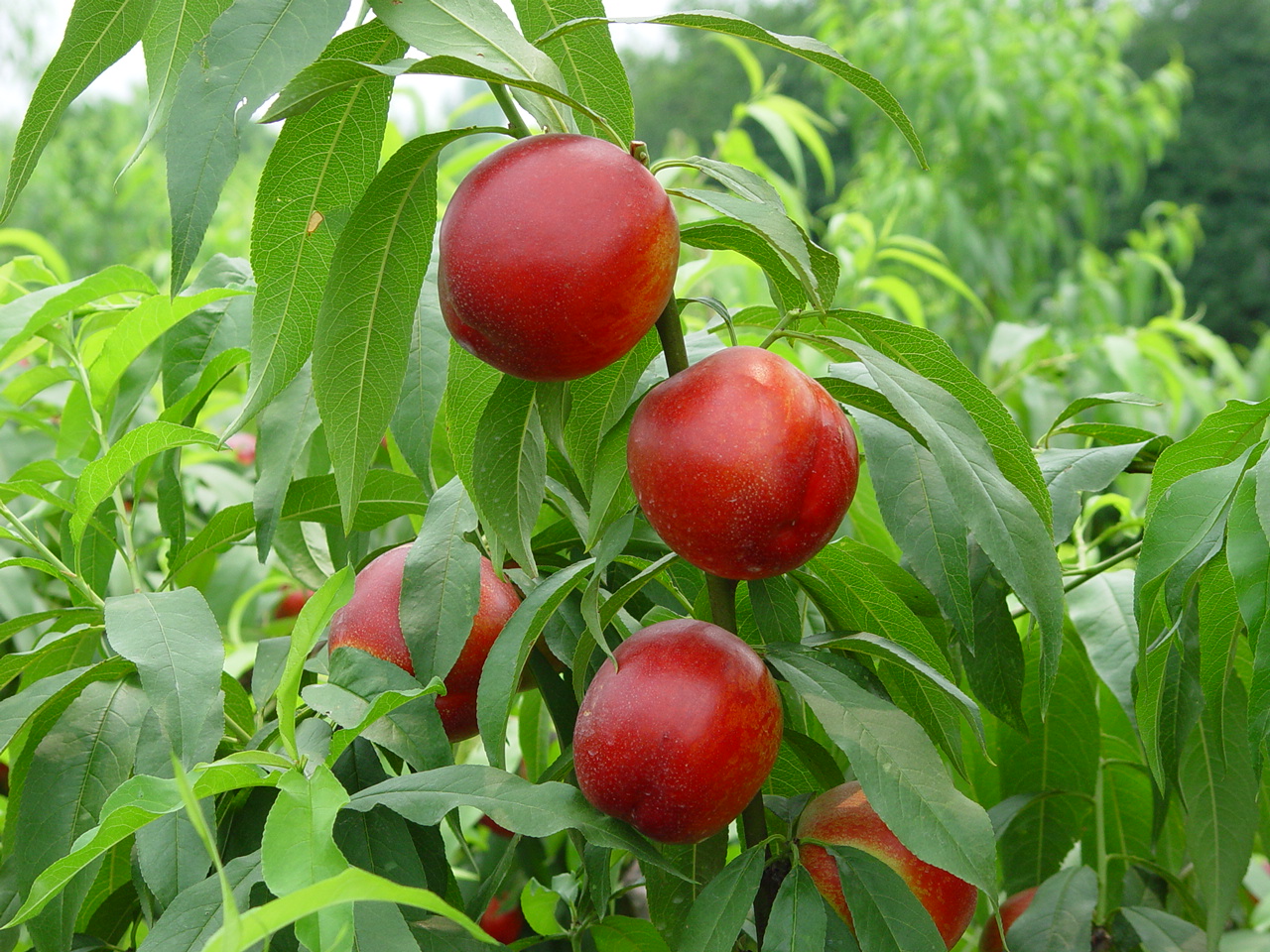 桃树苗基地实拍