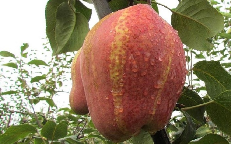 梨树苗技术指导