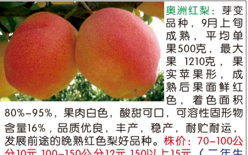 梨树苗品种展示