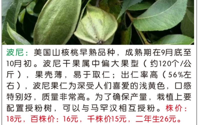 庄顺碧根果树苗基地实拍