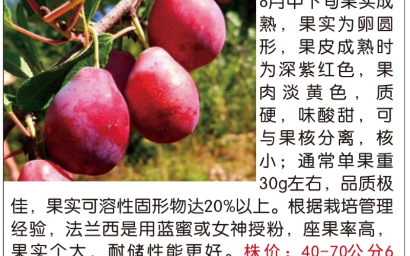 西梅树苗嫁接过程