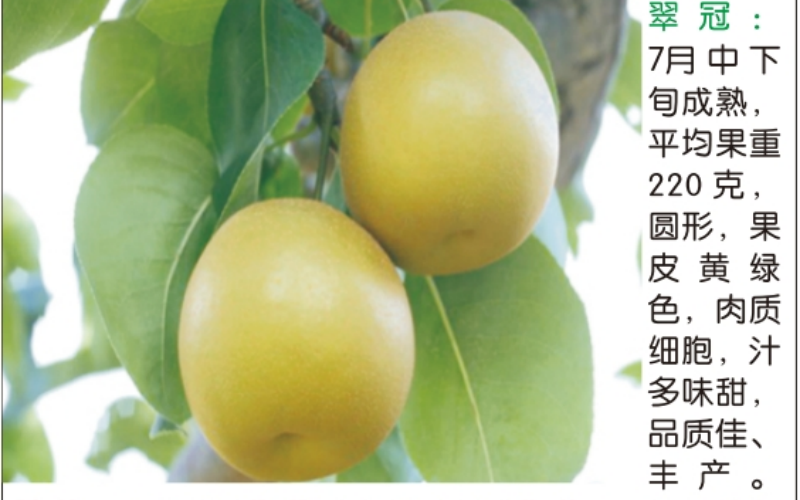 不同品种挂果时间对比