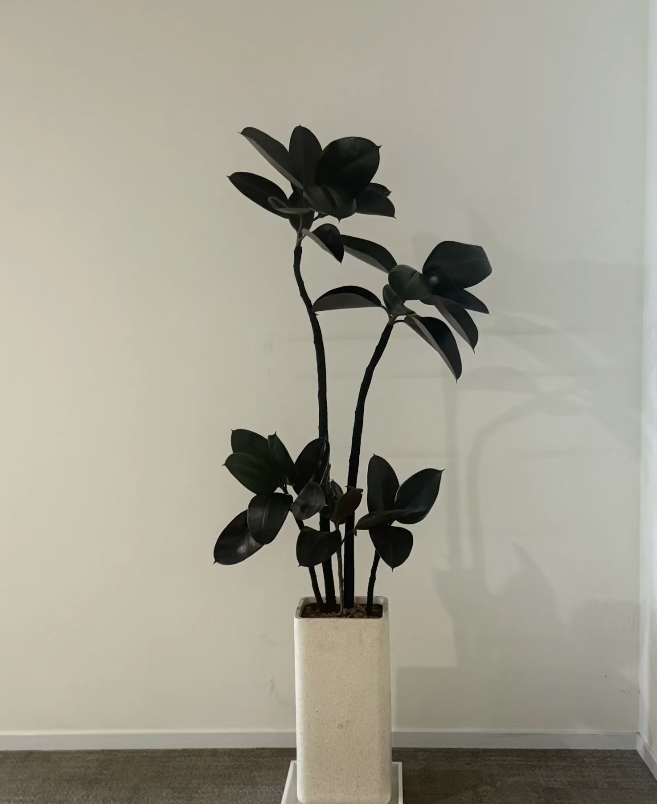 盆景绿植市场趋势