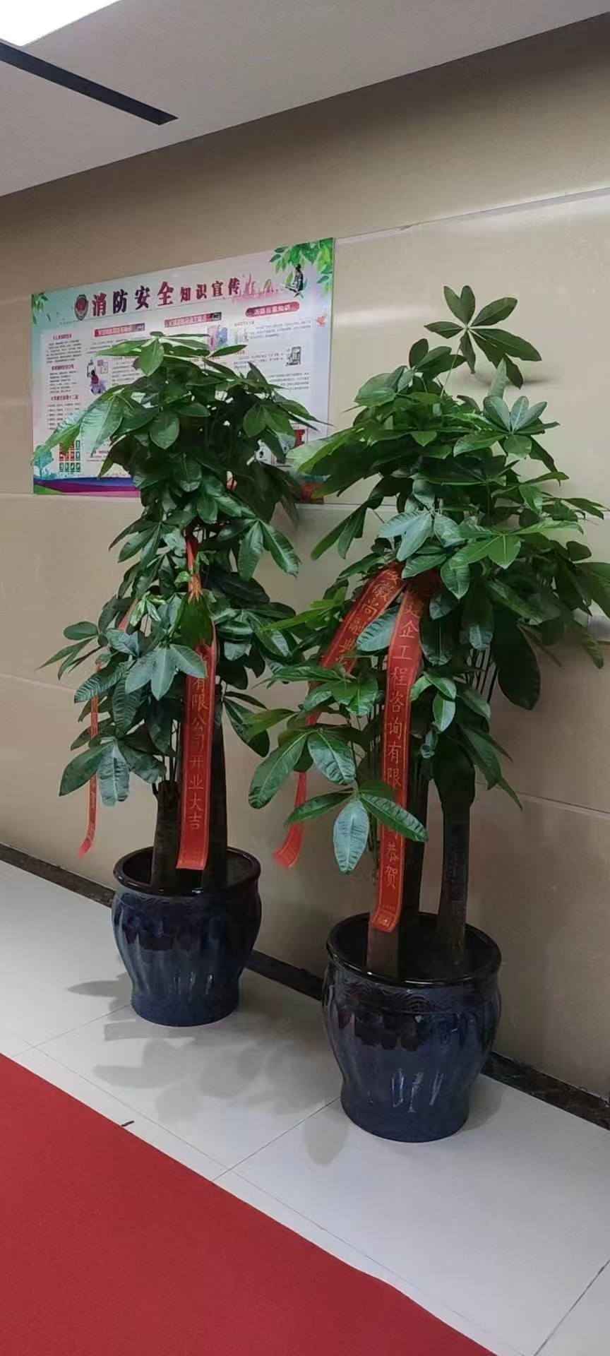 开业绿植花篮展示