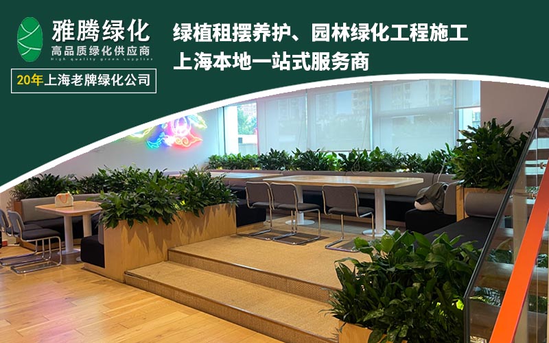 办公室绿植布置案例