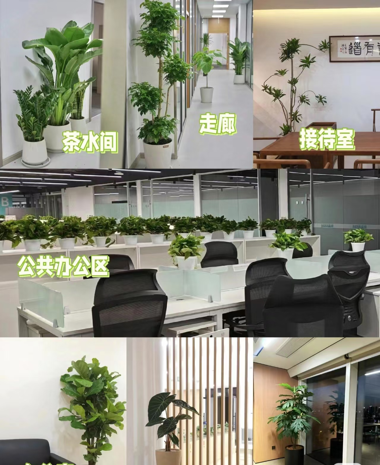 绿植养护专业团队