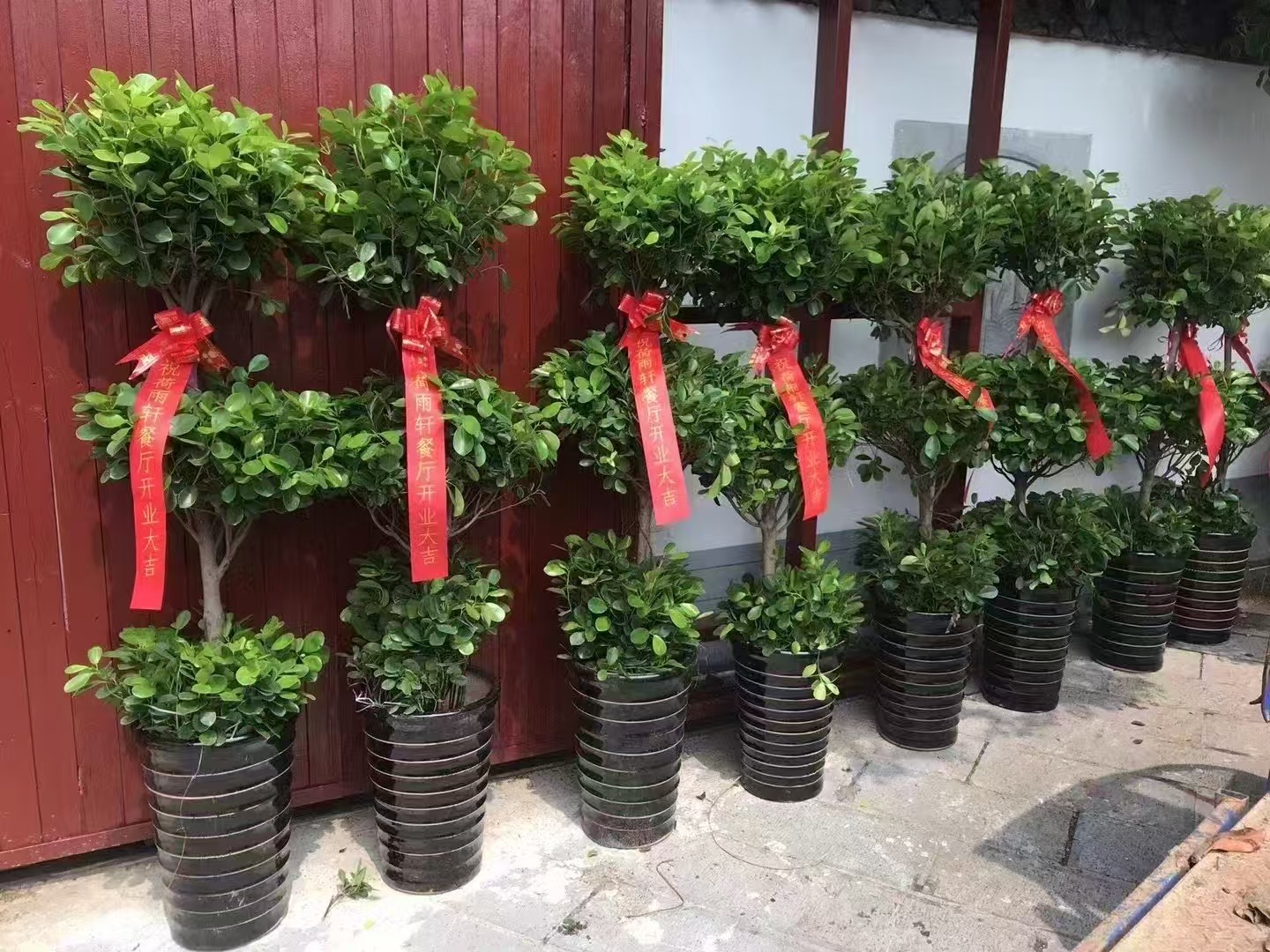 开业绿植花篮行业趋势