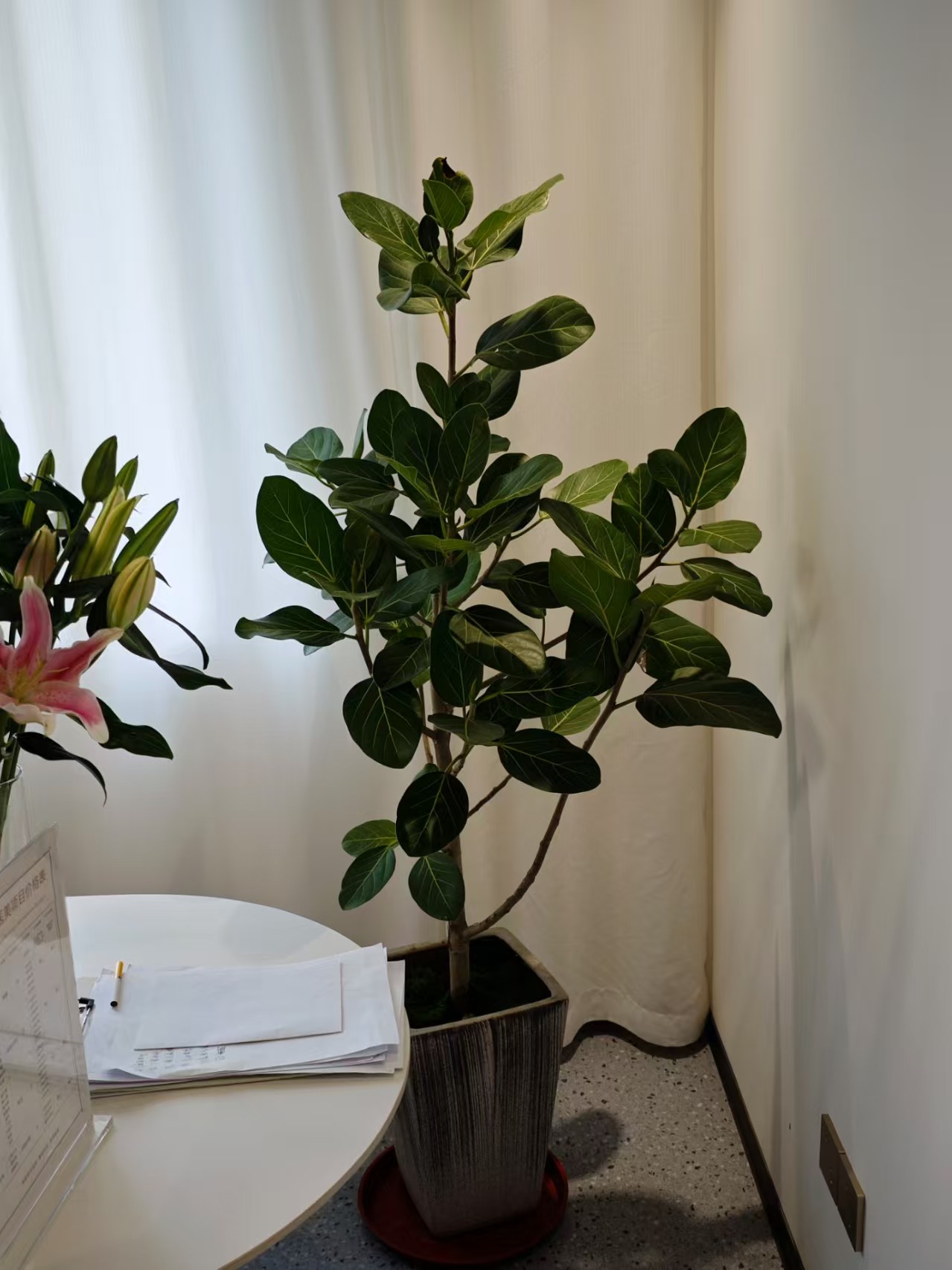 盆景绿植艺术展示