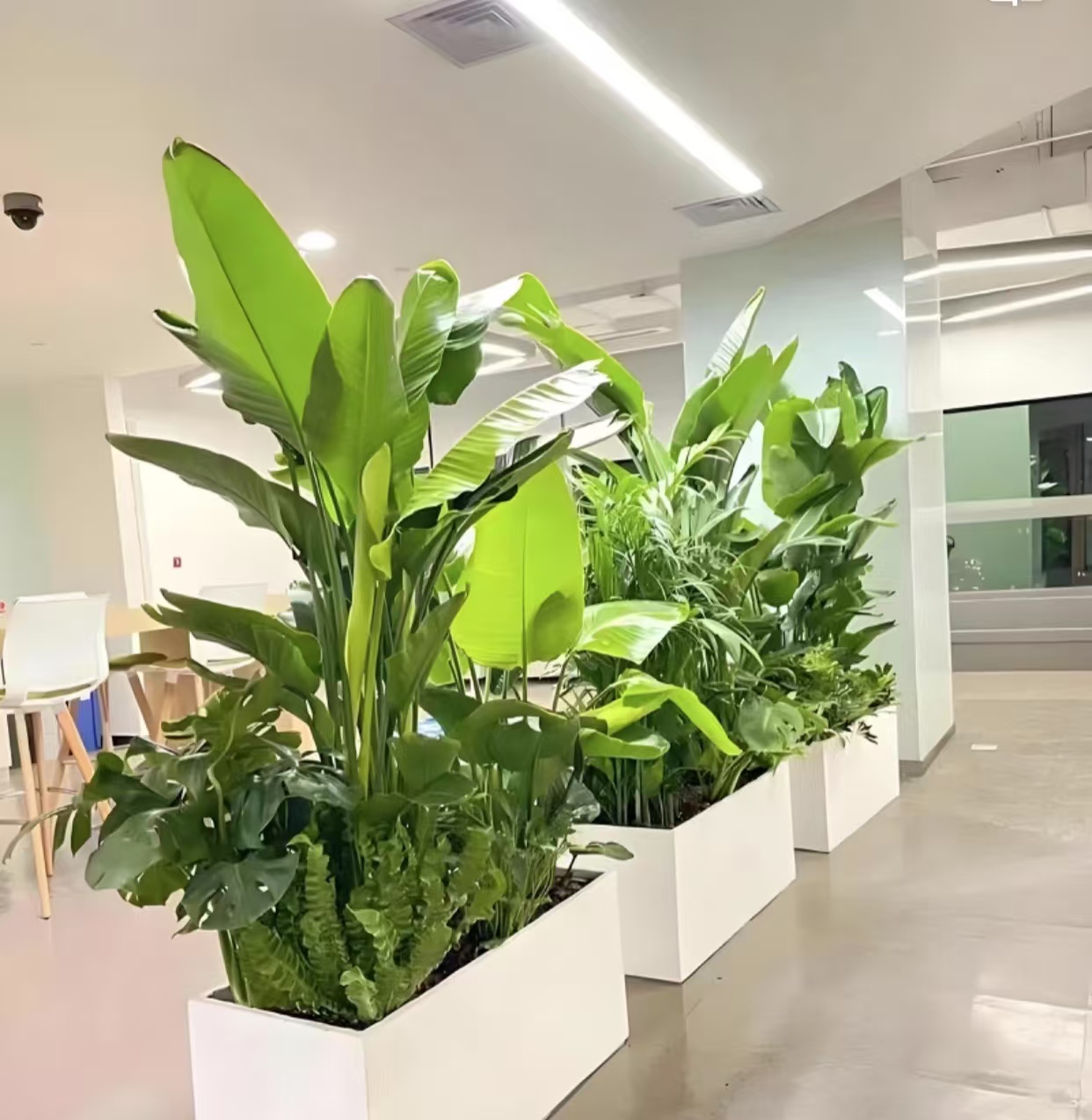 绿植租赁服务展示