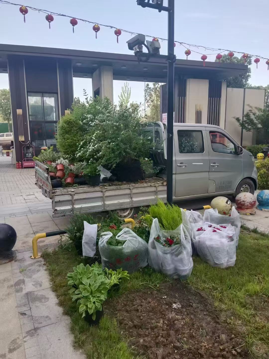 草坪修剪作业现场