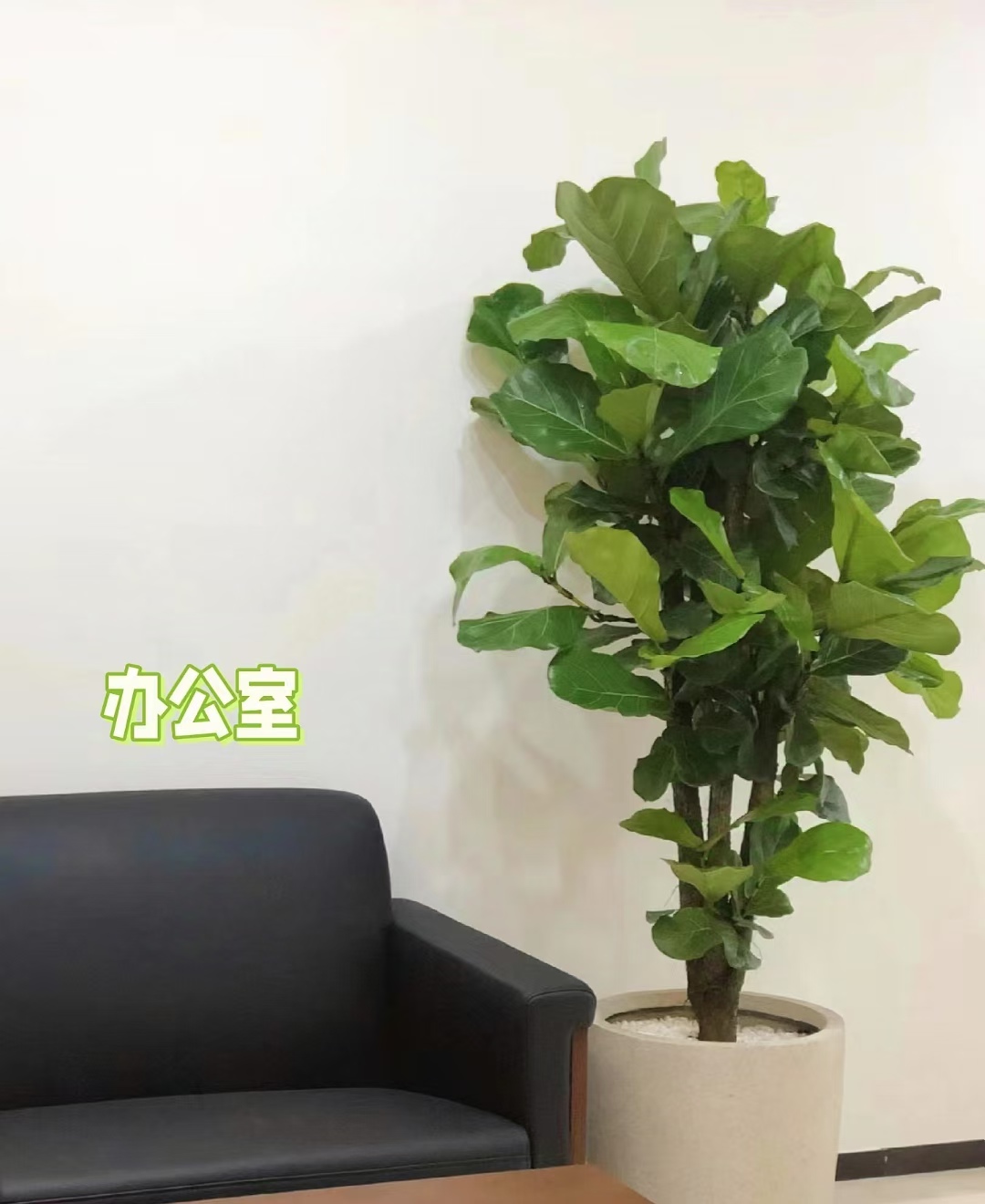 绿植租赁行业趋势