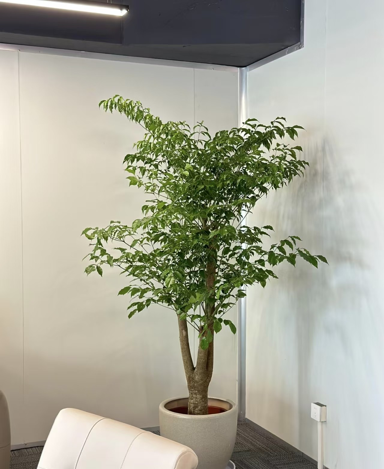 安徽绿森盆景展示