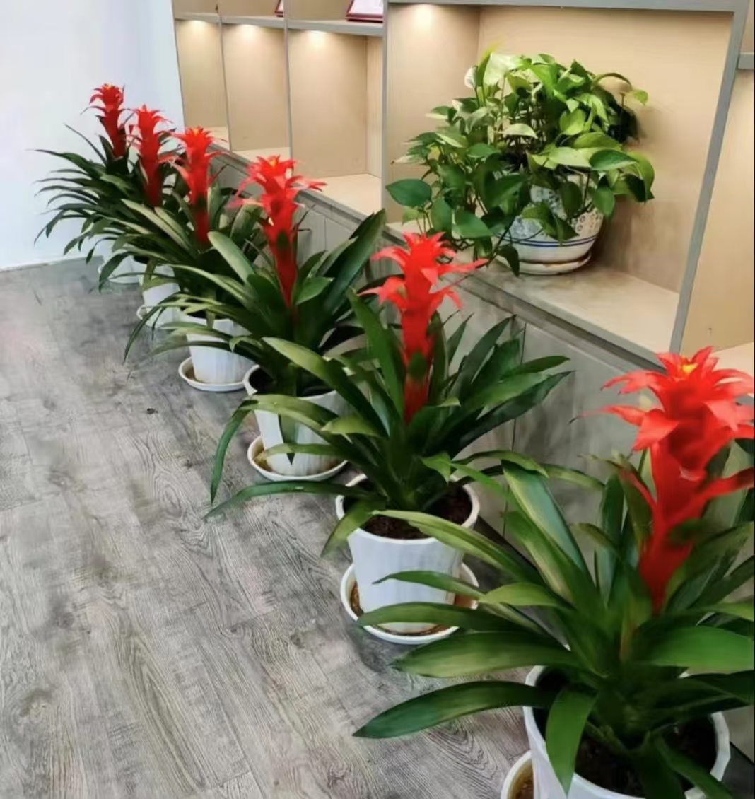 绿植租赁应用场景