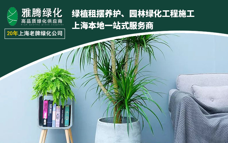 专业养护团队工作场景