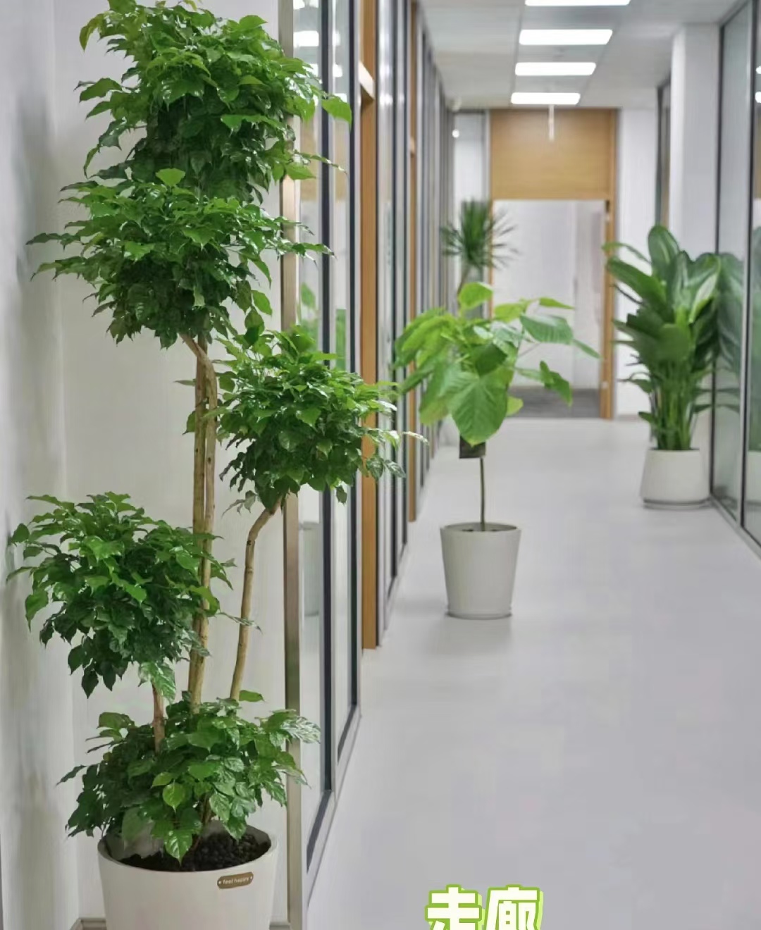 高端绿植设计案例