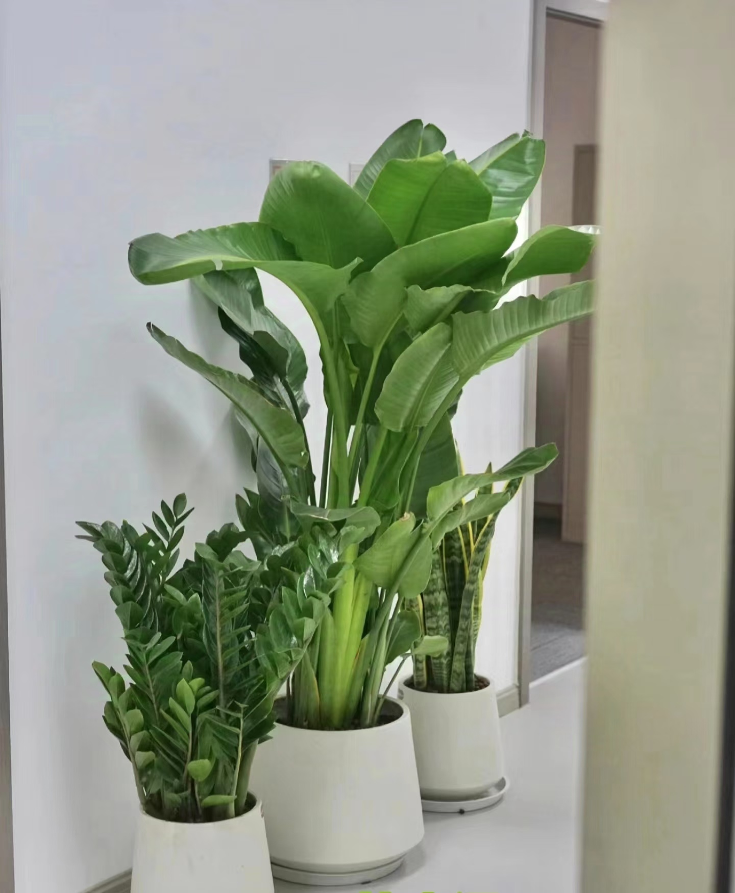 绿植租赁环境美化