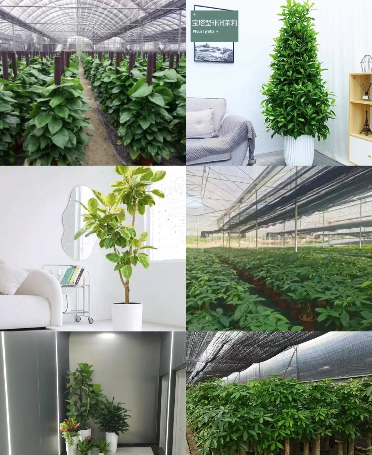 安徽绿森园林实景