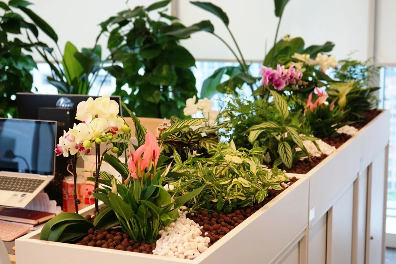 上海雅腾绿化服务展示