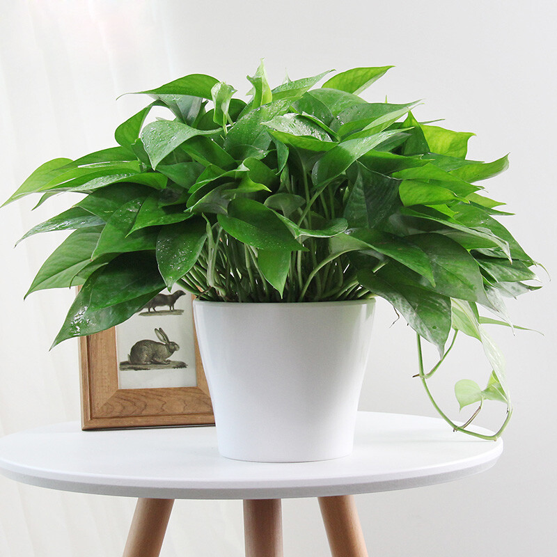 上海雅腾绿化服务展示