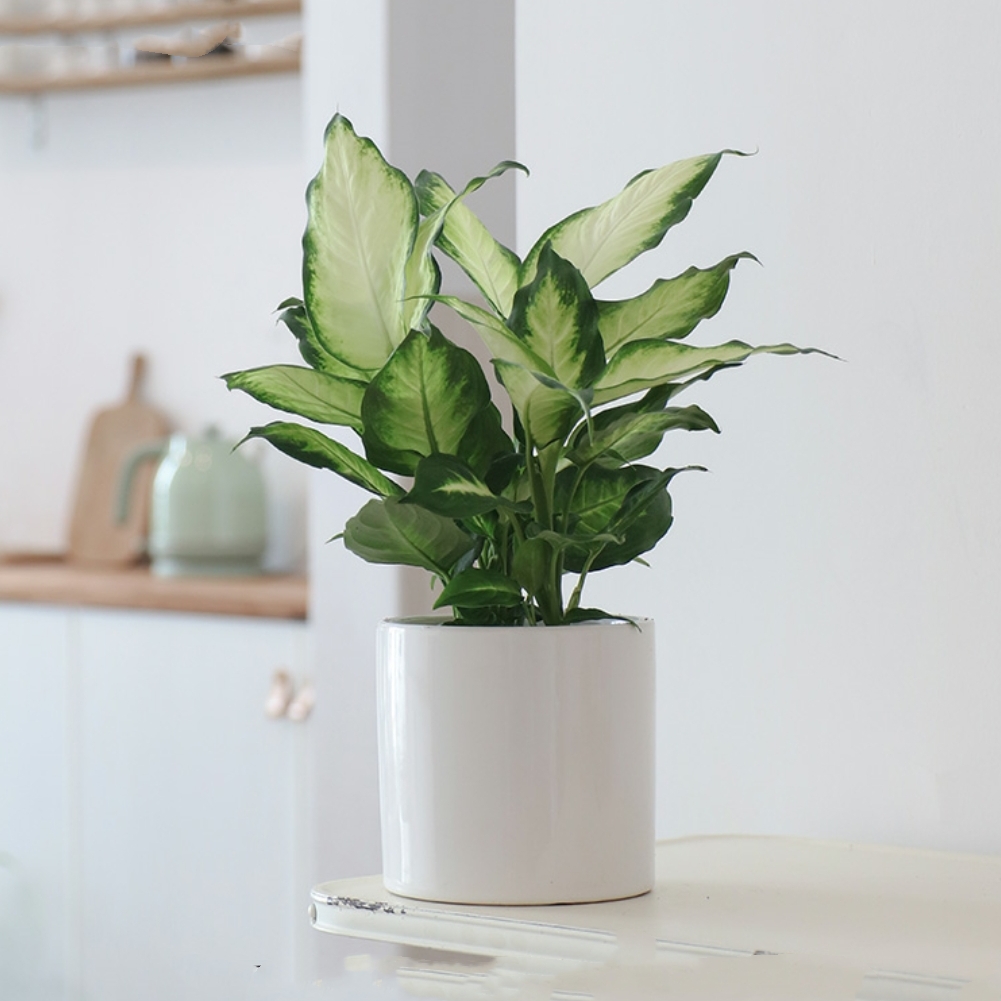 绿化养护现场操作