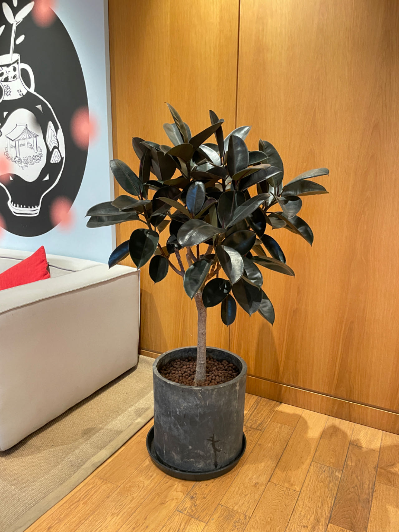 2026年开年盆栽租赁平台：谁是最佳选择？(图1)